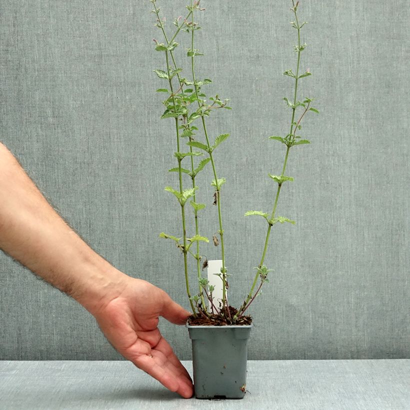 Nepeta faassenii Six Hills Giant - Catnip 8/9 cm pot sample as delivered in autumn
