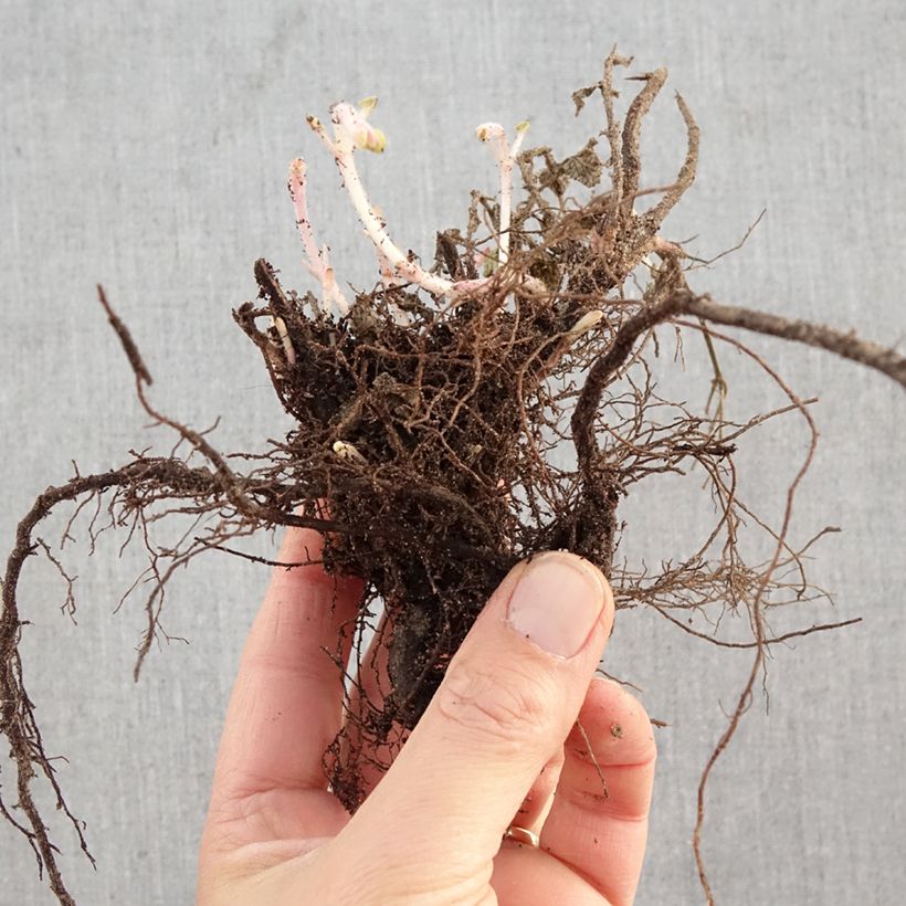 Nepeta faassenii Six Hills Giant - Catnip Bare root sample as delivered in winter