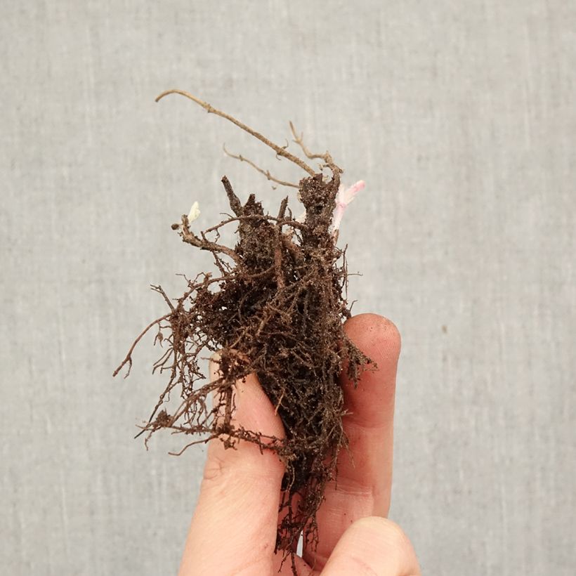 Nepeta faassenii Walkers Low - Catnip Bare root sample as delivered in winter