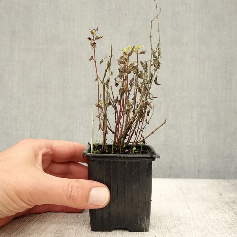 Nepeta parnassica  8/9 cm pot sample as delivered in autumn