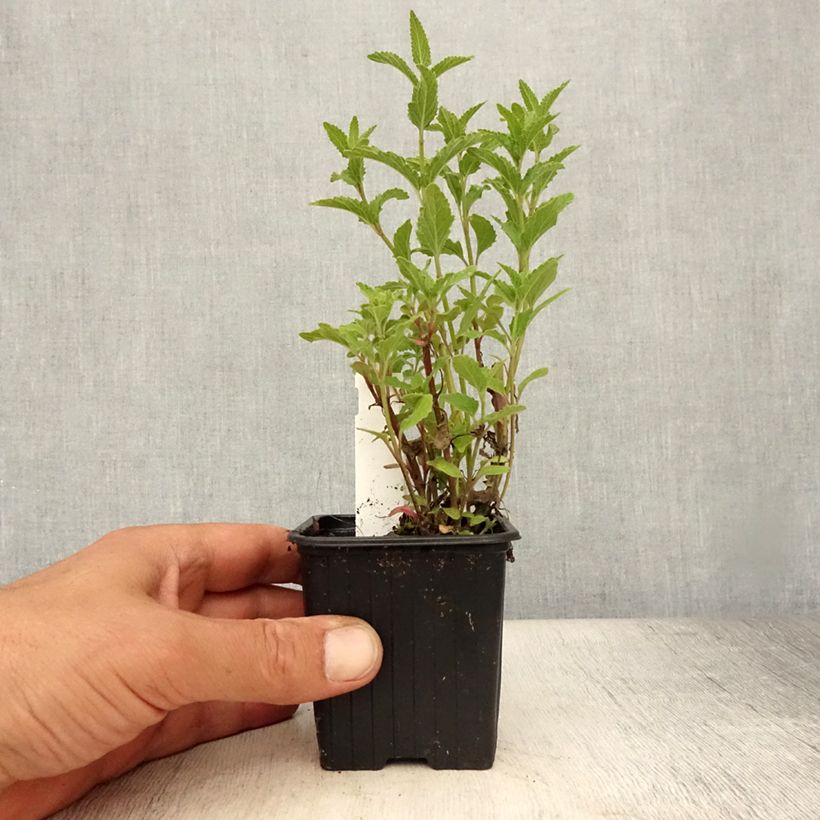Nepeta parnassica  8/9 cm pot sample as delivered in summer