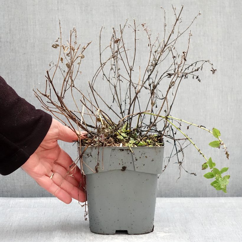 Nepeta faassenii Purrsian Blue - Catnip 2L/3L pot sample as delivered in winter