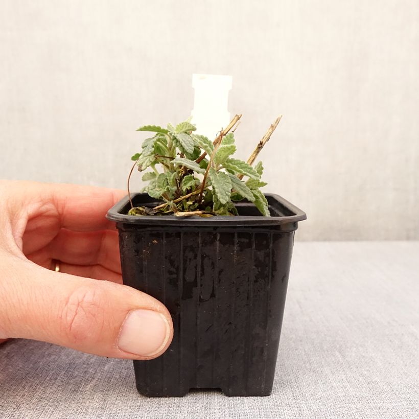 Nepeta racemosa Amelia - Catnip 8/9 cm pot sample as delivered in spring