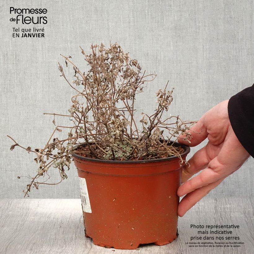 Nepeta racemosa Grog - Catnip 2L/3L pot sample as delivered in winter