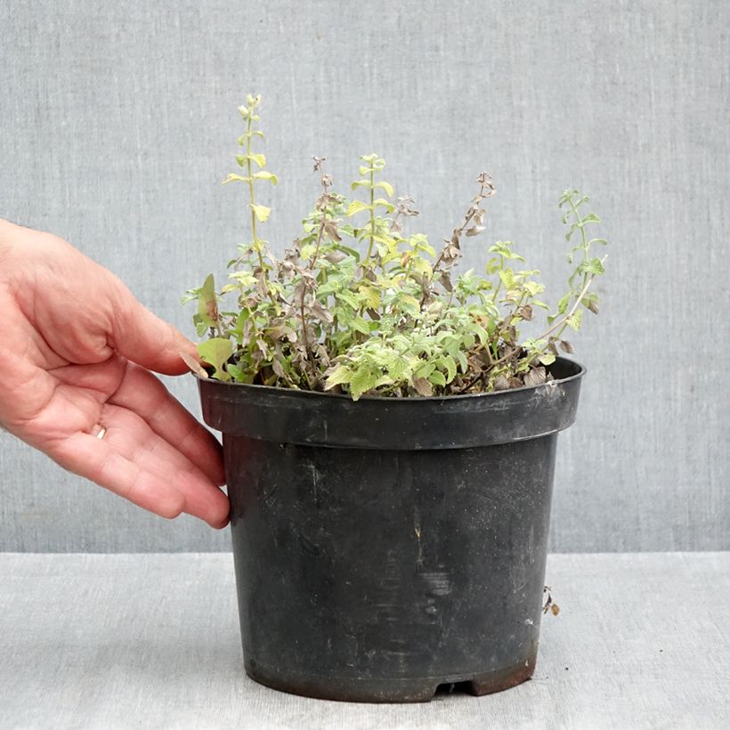 Nepeta racemosa Snowflake - Catnip 2L/3L pot sample as delivered in autumn
