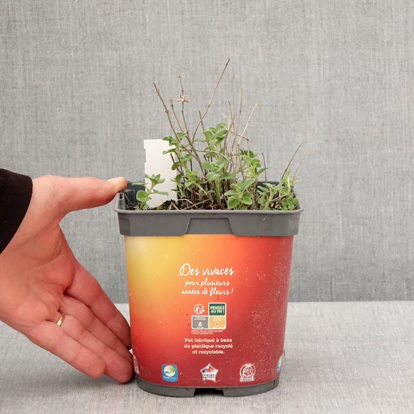 Nepeta racemosa Snowflake - Catnip 2L/3L pot sample as delivered in spring