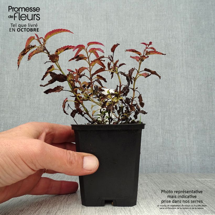 Nepeta sibirica Souvenir dAndre Chaudron - Catnip 8/9 cm pot sample as delivered in autumn