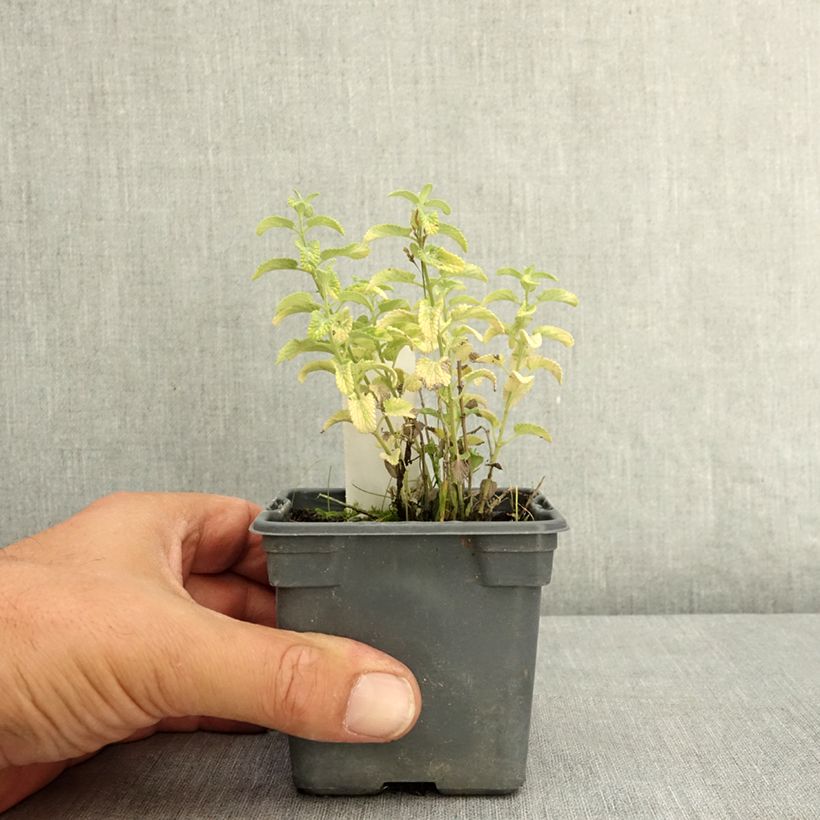 Nepeta faassenii Alba - Catnip 8/9 cm pot sample as delivered in summer