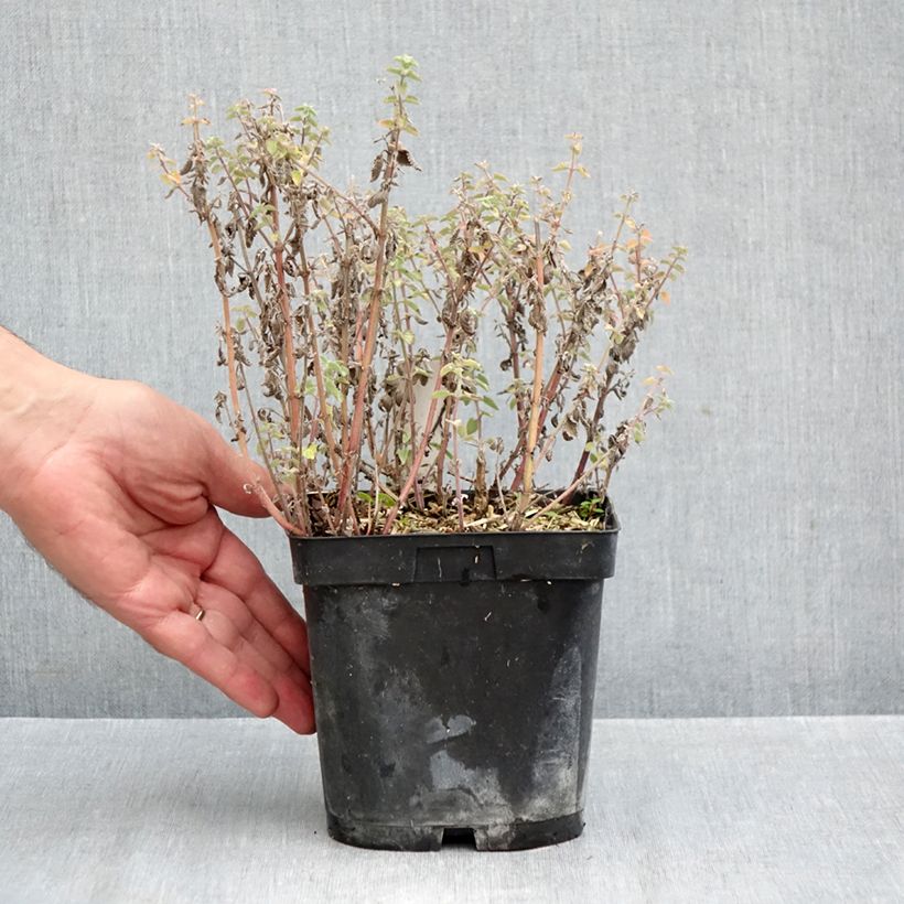 Nepeta faassenii Dropmore - Catnip 2L/3L pot sample as delivered in autumn