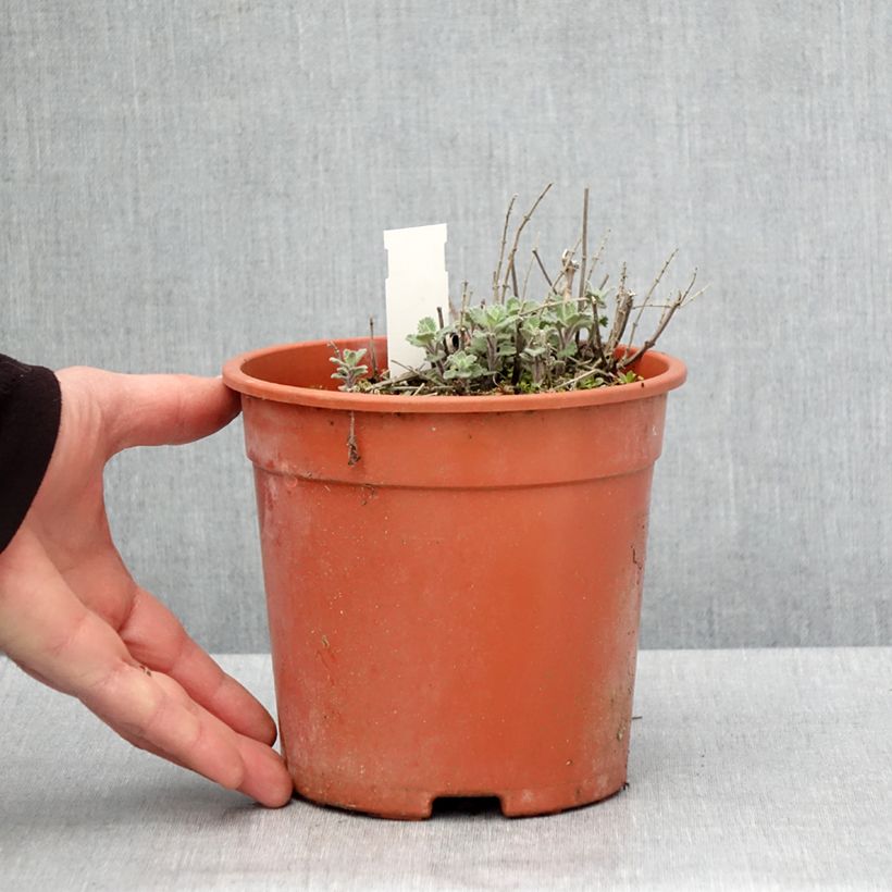 Nepeta faassenii Dropmore - Catnip 2L/3L pot sample as delivered in spring