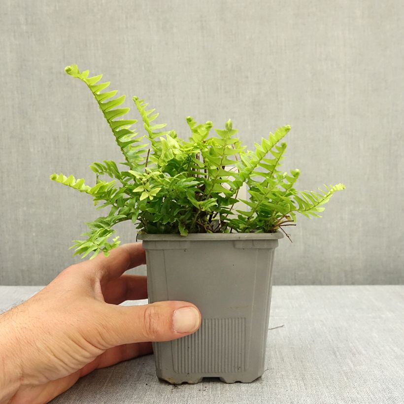 Nephrolepis cordifolia Artic Jungle - Boston Fern 8/9 cm pot sample as delivered in spring