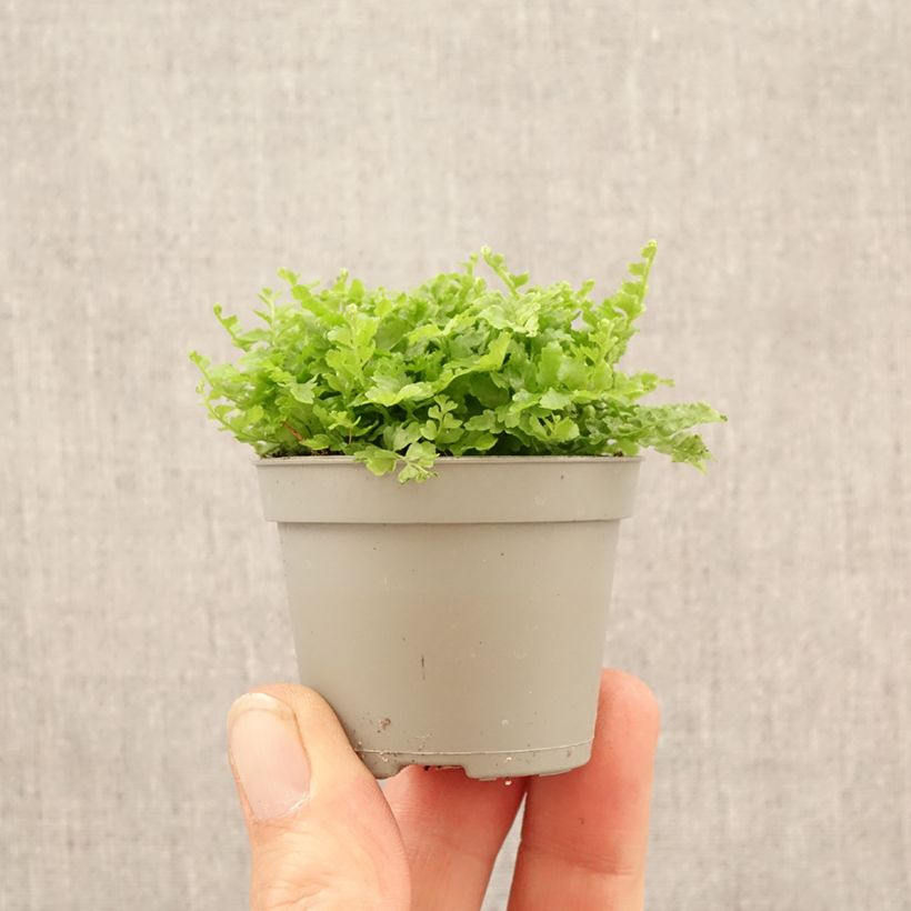 Nephrolepis exaltata 'Fluffy Ruffle' - Boston fern, sword fern mini plant sample as delivered in spring