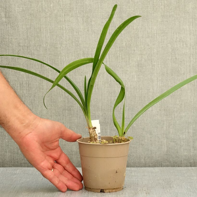 Nerine bowdenii Amandi 1.5L/2L pot size 12/14 sample as delivered in summer