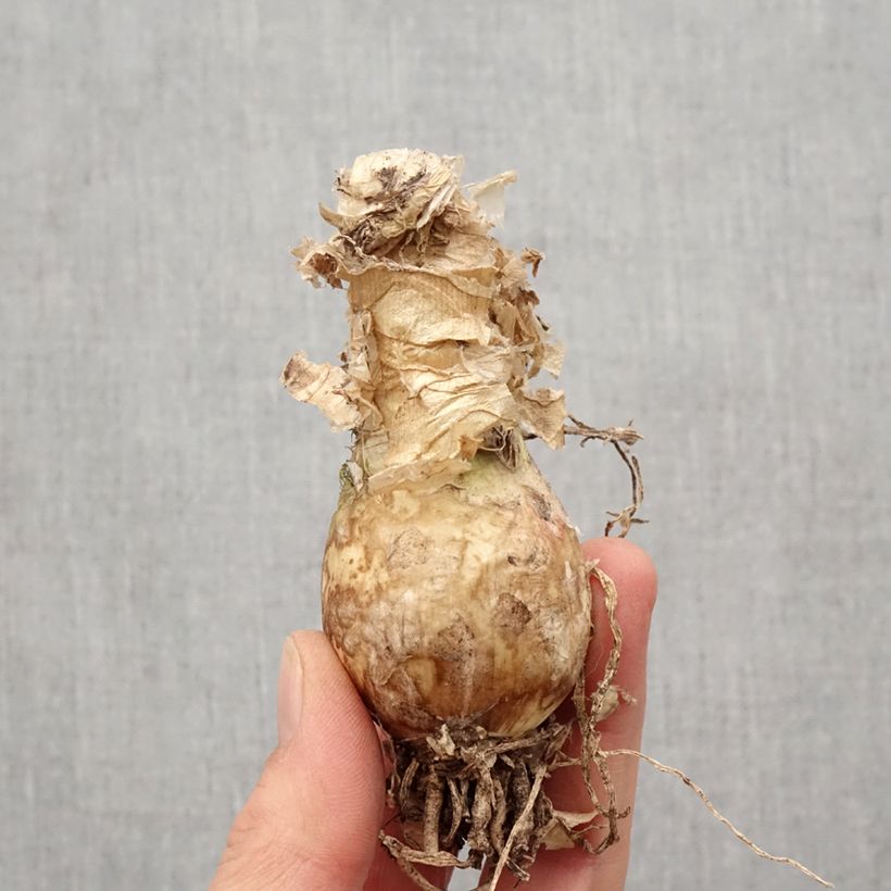 Nerine bowdenii Like a Virgin Bulb size 12+ sample as delivered in spring