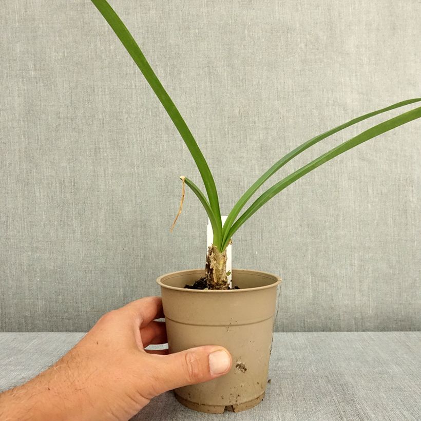 Nerine bowdenii Ostara K 1.5L/2L pot size 12/14 sample as delivered in summer