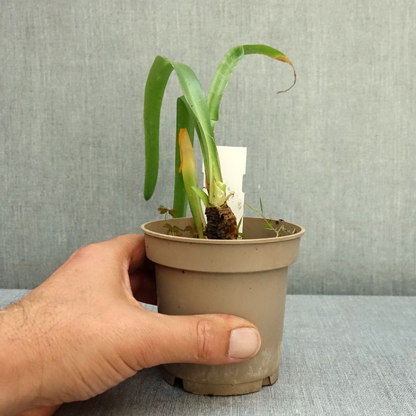 Nerine bowdenii 12cm pot size 12/14 sample as delivered in summer