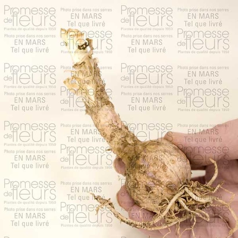 Example of Nerine sarniensis var corusca Bulbe calibre 12+ specimen as delivered