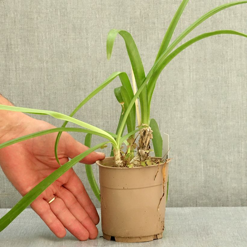 Nerine undulata 1.5L/2L pot size 10+ sample as delivered in summer