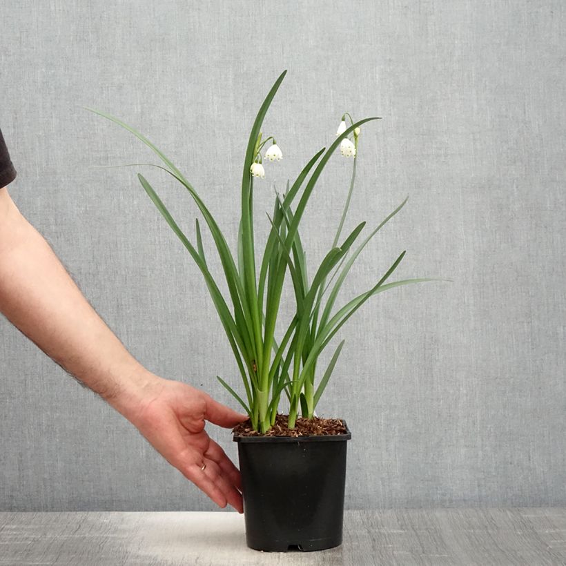 Leucojum aestivum 'Bridesmaid' 2L/3L pot sample as delivered in spring