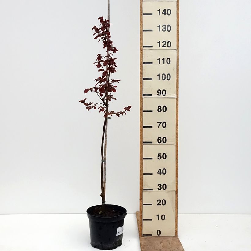 Corylus avellana Anny's Red Dwarf - Common hazel 7.5L/10L pot, Standard sample as delivered in spring