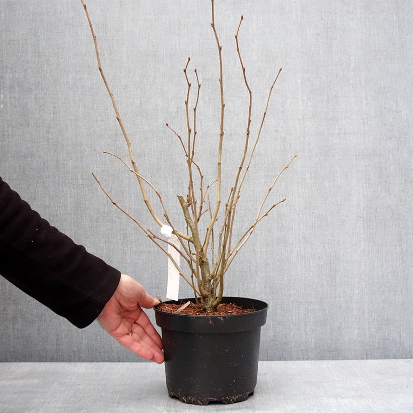 Corylus avellana - Common Hazel 2L/3L pot sample as delivered in winter