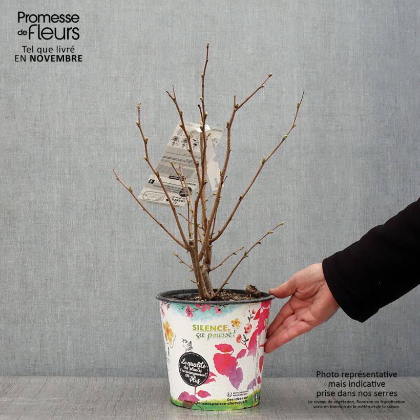 Common Hazel Longue d'Espagne - Corylus avellana 3L/4L pot, Bush sample as delivered in autumn