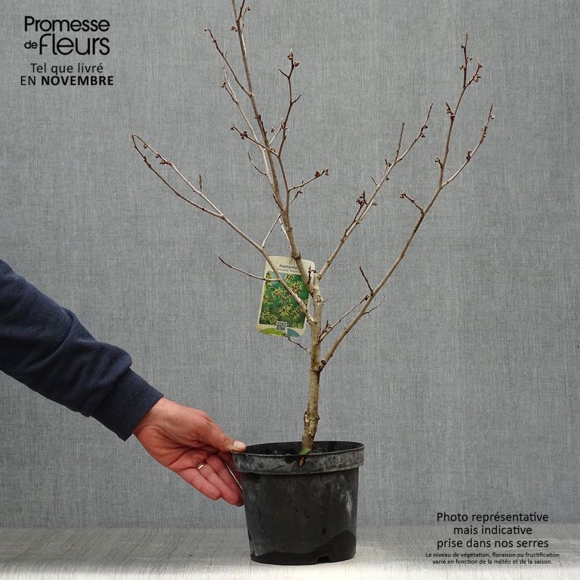 Hamamelis intermedia Westerstede - Witch Hazel 3L/4L pot sample as delivered in autumn