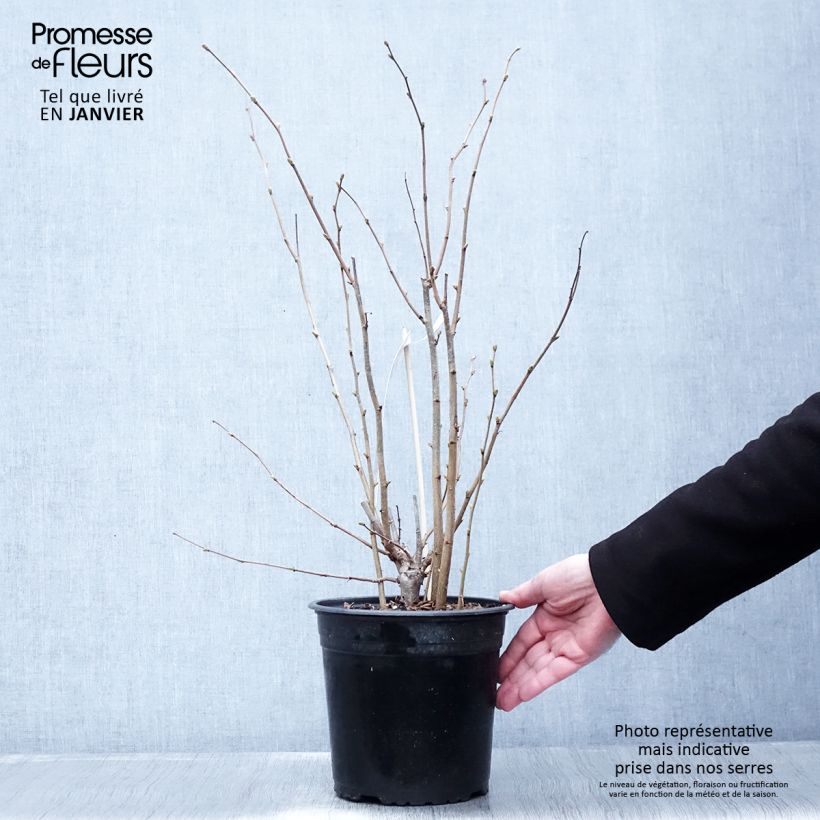 Common Hazel Fertile de Coutard - Corylus avellana 3L/4L pot, Bush sample as delivered in winter