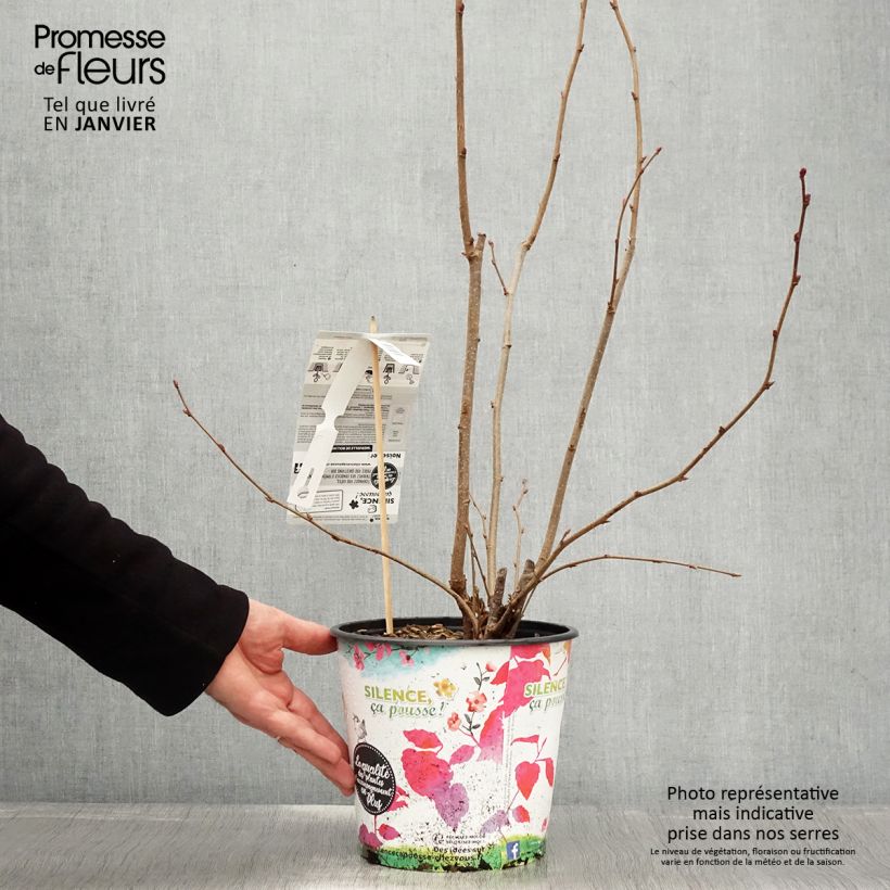 Hazel Merveille de Bollwiller - Corylus maxima 4L/5L pot, Bush sample as delivered in winter