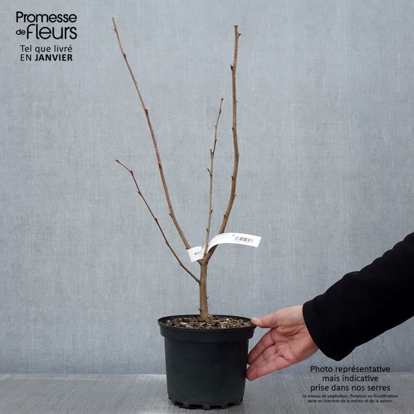 Hazel Merveille de Bollwiller - Corylus maxima 2L/3L pot sample as delivered in winter