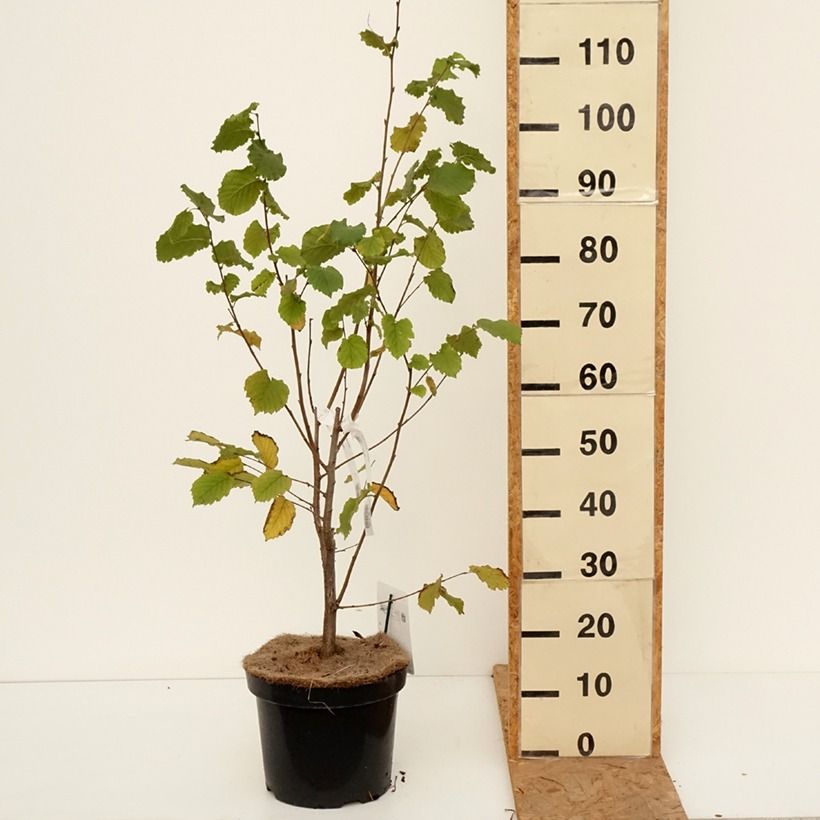 Hazel Merveille de Bollwiller - Corylus maxima 7.5L/10L pot sample as delivered in autumn