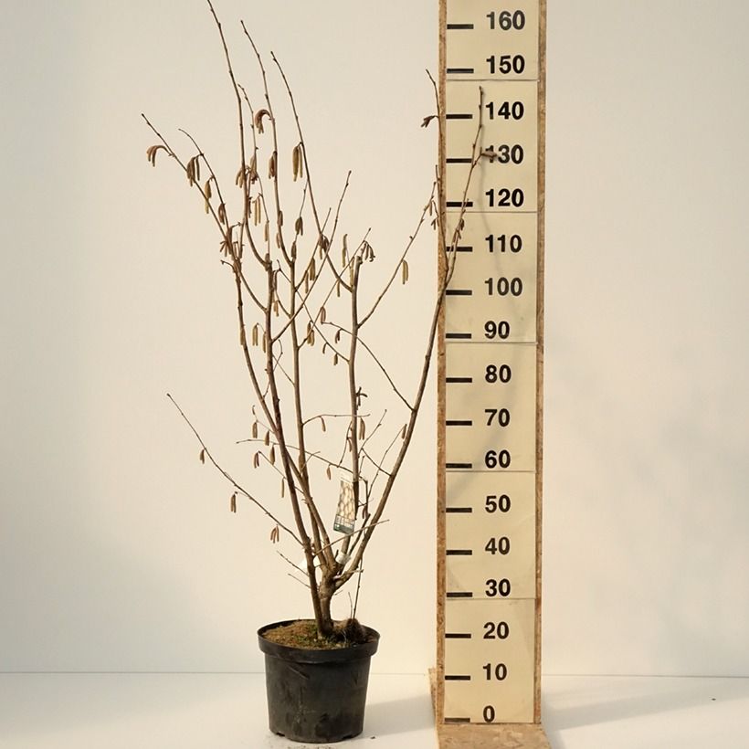 Hazel Merveille de Bollwiller - Corylus maxima 7.5L/10L pot sample as delivered in winter
