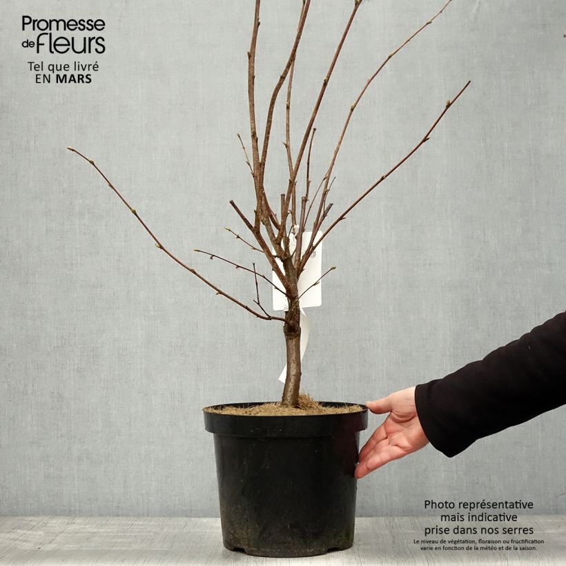 Hazel Merveille de Bollwiller - Corylus maxima 7.5L/10L pot sample as delivered in spring