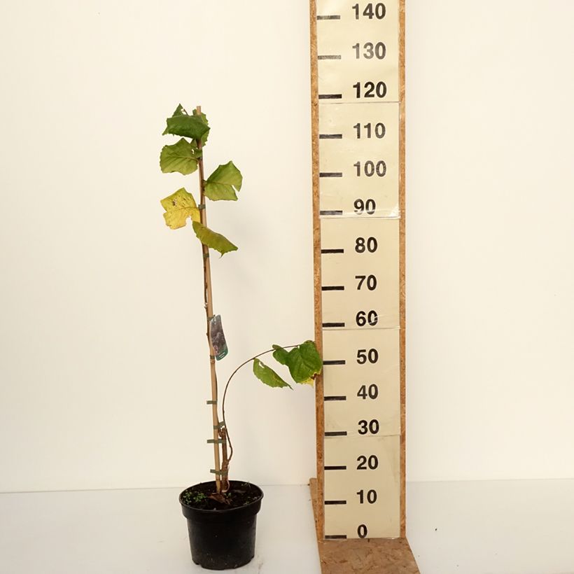 Corylus avellana Pendula - Weeping hazel 4L/5L pot sample as delivered in autumn