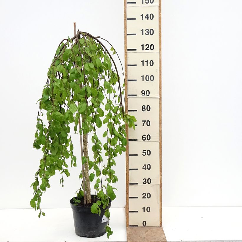 Corylus avellana Pendula - Weeping hazel 7.5L/10L pot sample as delivered in spring