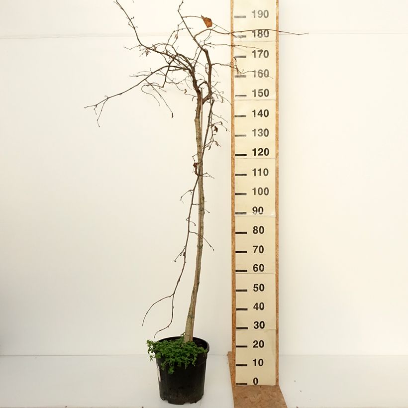 Corylus avellana Purple Umbrella - Hazel 7.5L/10L pot sample as delivered in autumn