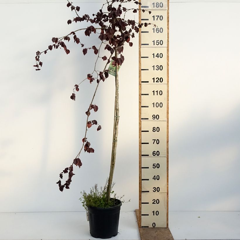 Corylus avellana Purple Umbrella - Hazel 7.5L/10L pot sample as delivered in spring