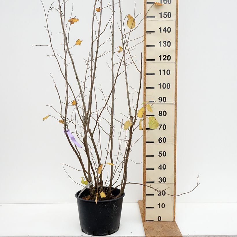 Corylus avellana Syrena - Common Hazel 7.5L/10L pot sample as delivered in autumn