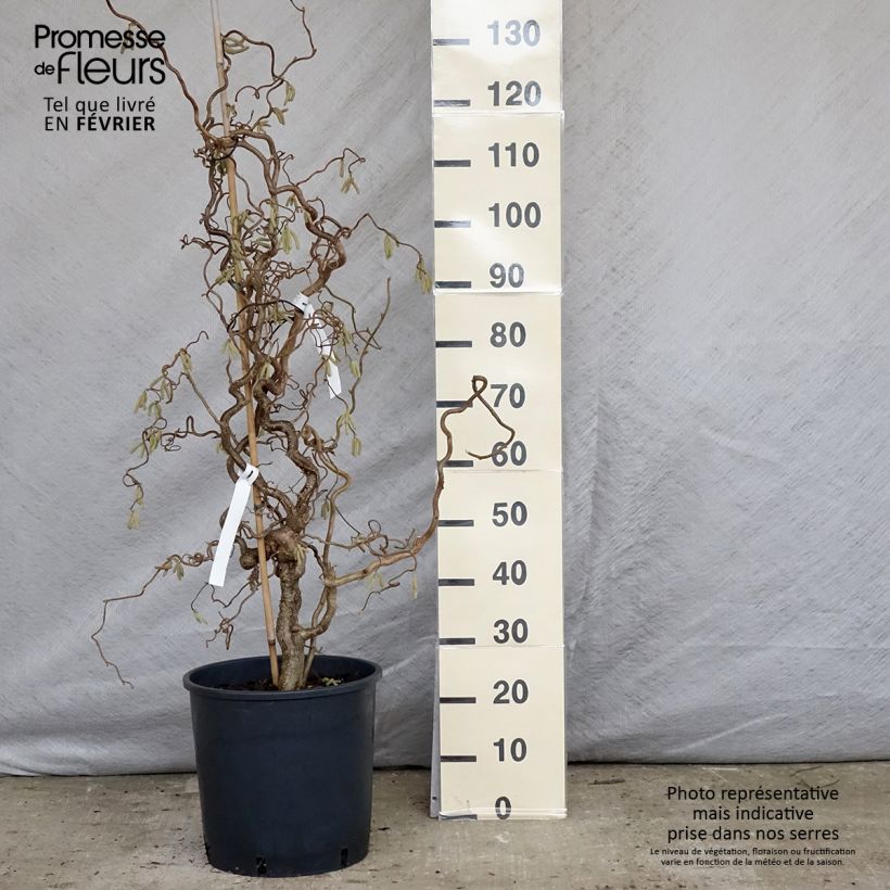 Corylus avellana Contorta - Common Hazel 7.5L/10L pot sample as delivered in winter