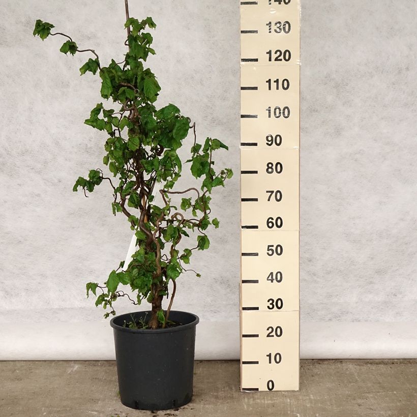 Corylus avellana Contorta - Common Hazel 7.5L/10L pot sample as delivered in spring