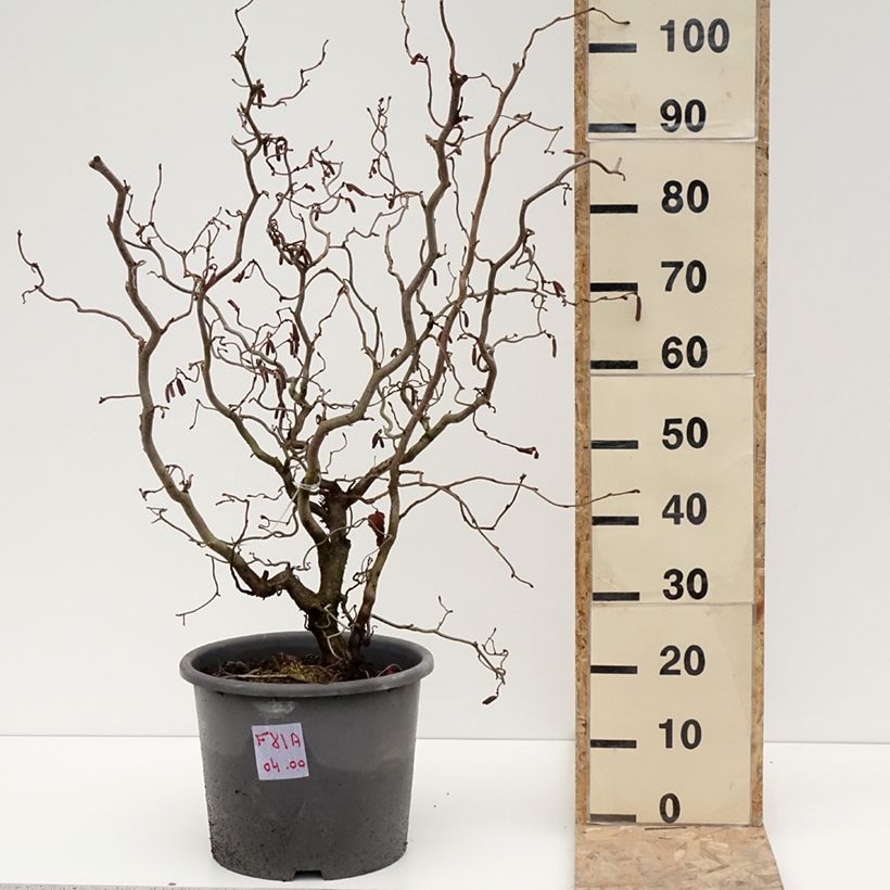 Corylus avellana Red Majestic - Common Hazel 7.5L/10L pot sample as delivered in winter