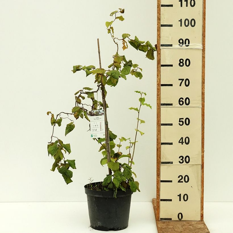 Corylus avellana Red Majestic - Common Hazel 3L/4L pot, Standard sample as delivered in summer