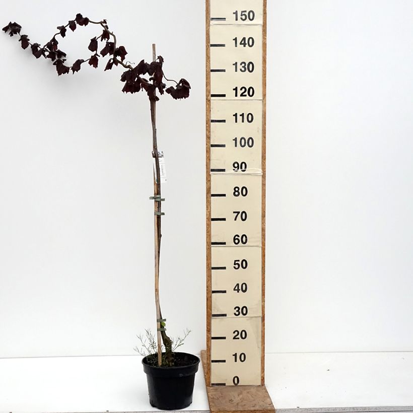 Corylus avellana Red Majestic - Common Hazel 3L/4L pot, Standard sample as delivered in spring