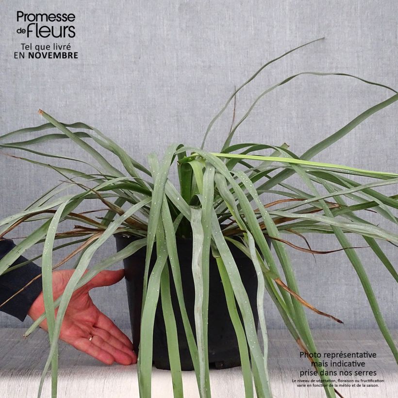 Nolina hibernica La Siberica 6L/7L pot sample as delivered in autumn