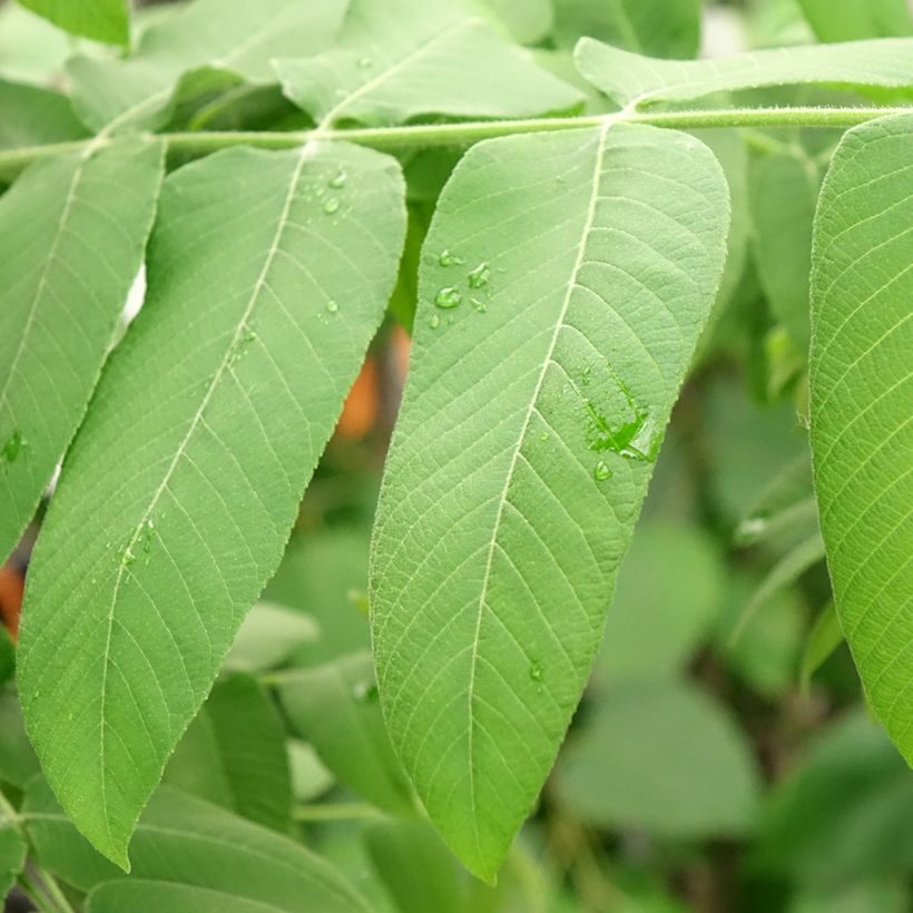 Juglans cinerea - Butternut (Foliage)