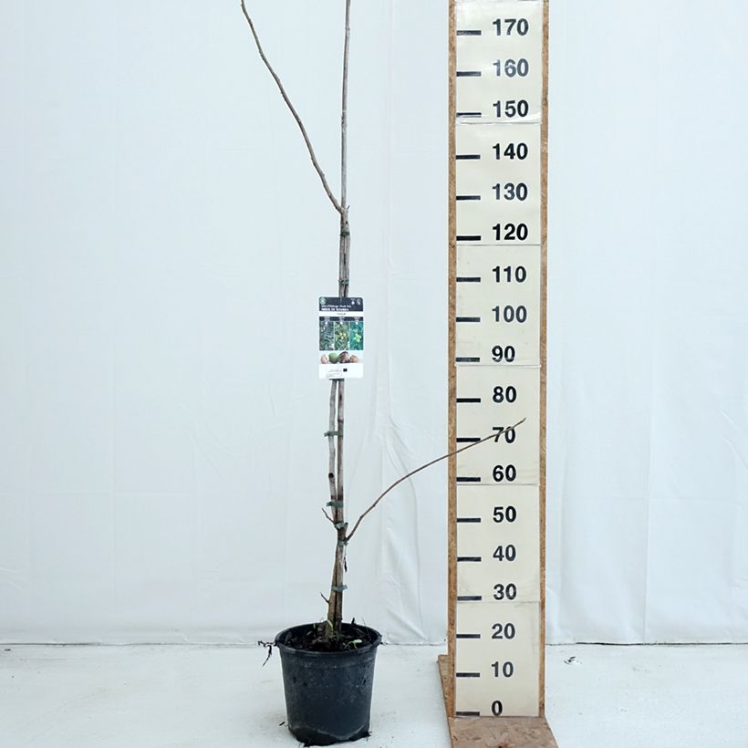 Juglans cinerea - Butternut 7.5L/10L pot sample as delivered in autumn