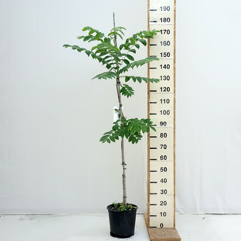 Juglans cinerea - Butternut 7.5L/10L pot sample as delivered in summer