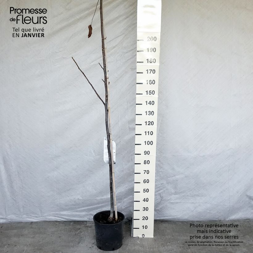 Common Walnut Corne - Juglans regia 18L/20L pot, Sapling sample as delivered in winter