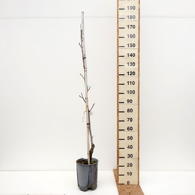 Juglans regia Chandler - Juglans regia 7.5L/10L pot, Half standard sample as delivered in autumn