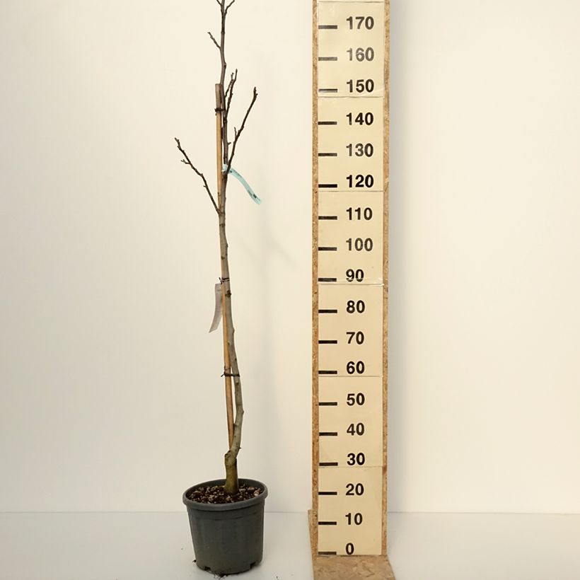 Common Walnut Fernor - Juglans regia 7.5L/10L pot, Half standard sample as delivered in winter